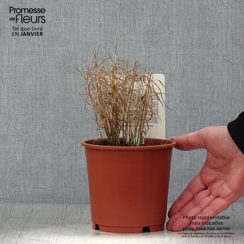 Carex muskingumensis Little Midge Maceta 1L/1,5L Ejemplar entregado en invierno
