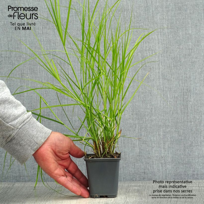 Carex muskingumensis Oehme Maceta de 8/9 cm Ejemplar entregado en la primavera