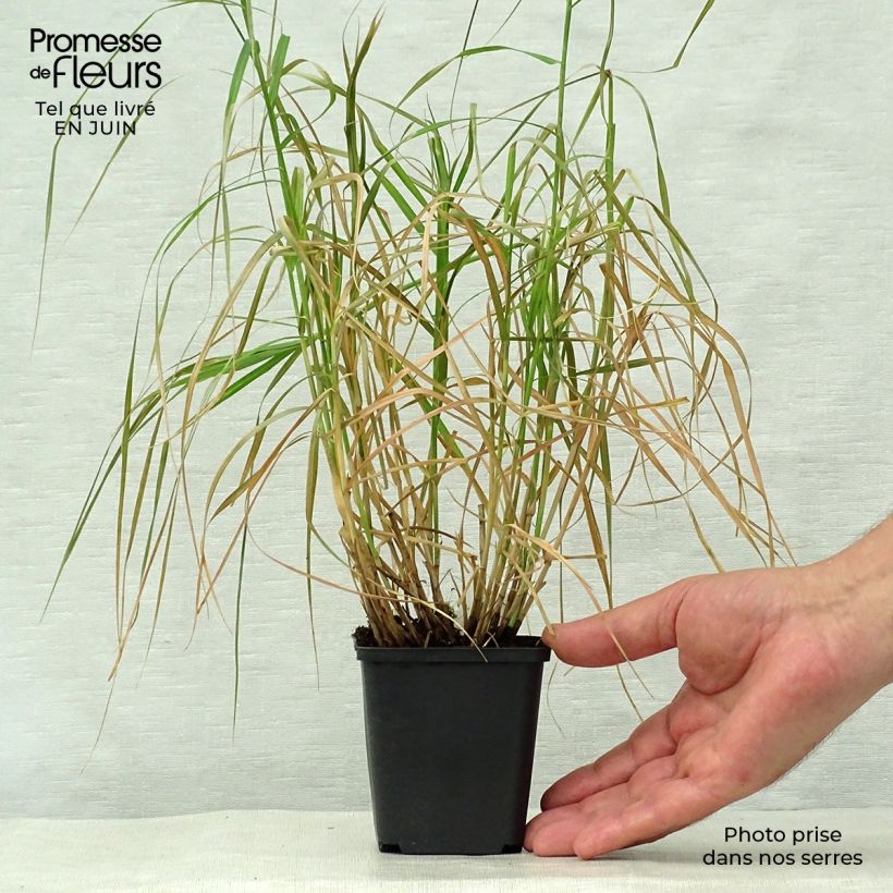 Ejemplar de Carex muskingumensis Silberstreif Maceta de 8/9 cm entregado en verano