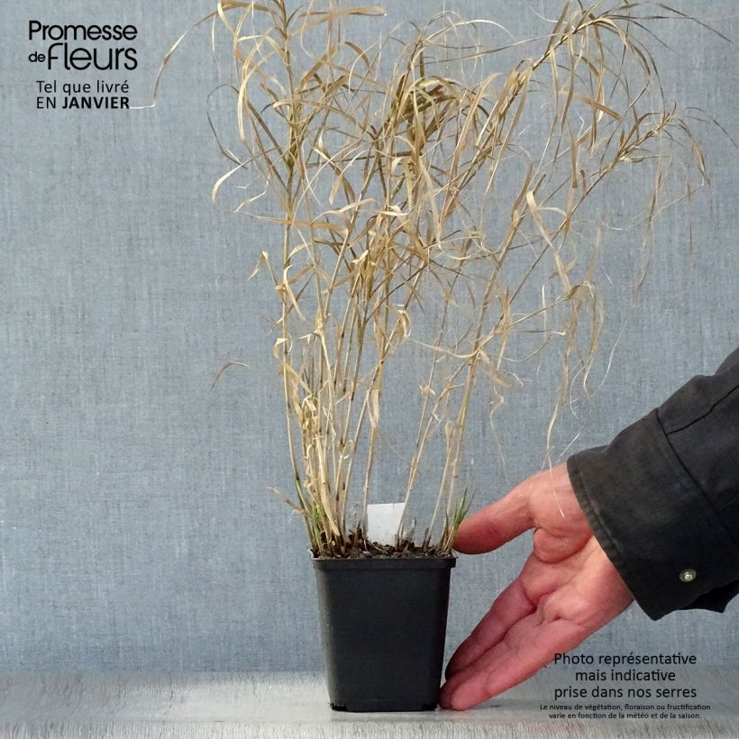 Carex muskingumensis Silberstreif Maceta de 8/9 cm Ejemplar entregado en invierno