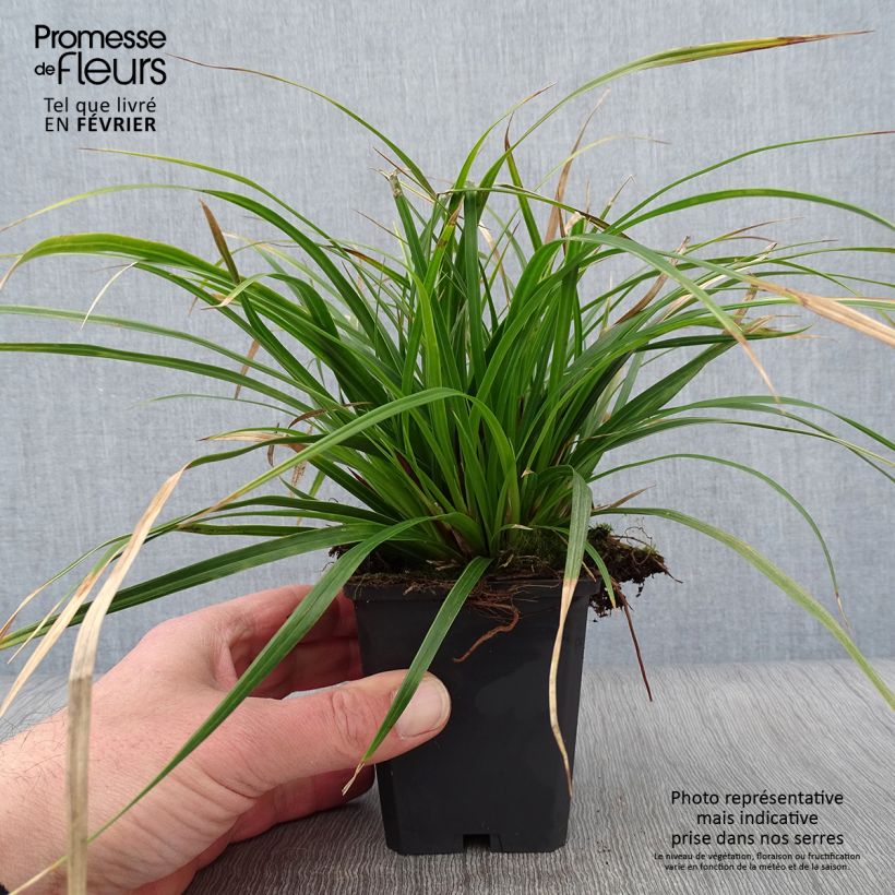 Carex muskingumensis variegata Maceta de 8/9 cm Ejemplar entregado en invierno