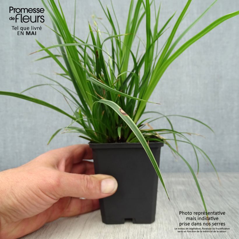 Carex muskingumensis variegata Maceta de 8/9 cm Ejemplar entregado en la primavera