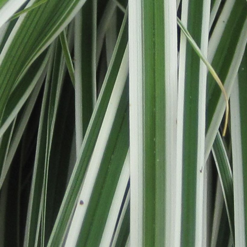 Carex oshimensis Everest (Follaje)