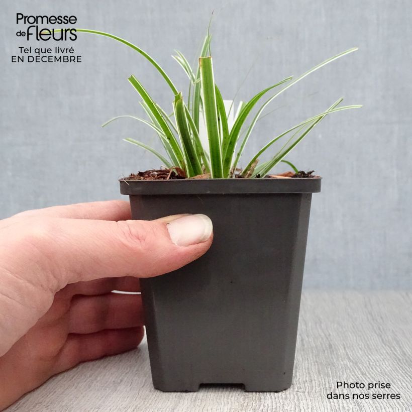 Carex oshimensis Everest Maceta de 8/9 cm Ejemplar entregado en invierno