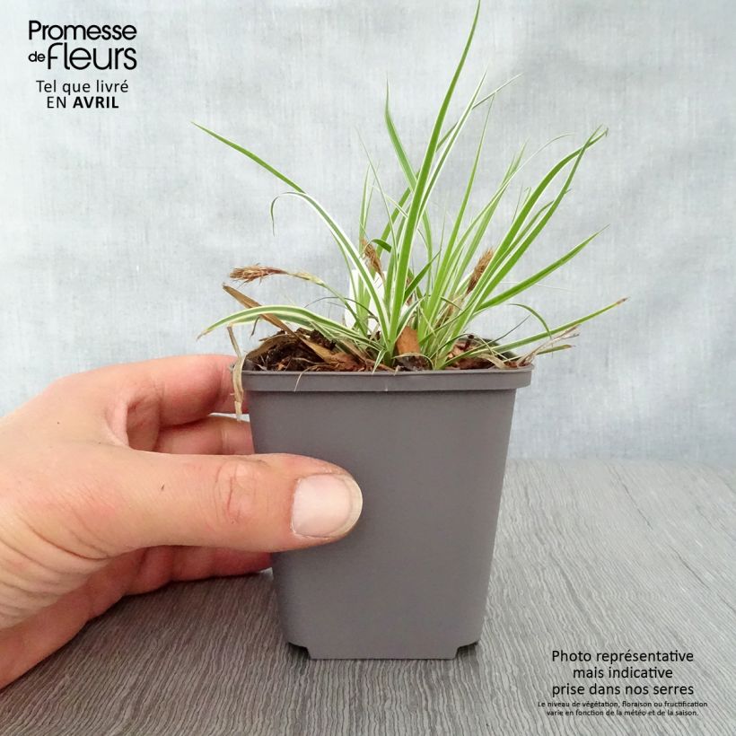 Carex oshimensis Everest Maceta de 8/9 cm Ejemplar entregado en la primavera