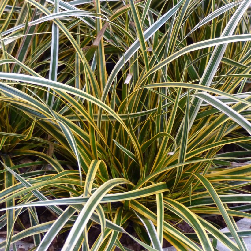Carex oshimensis Everglow (Follaje)