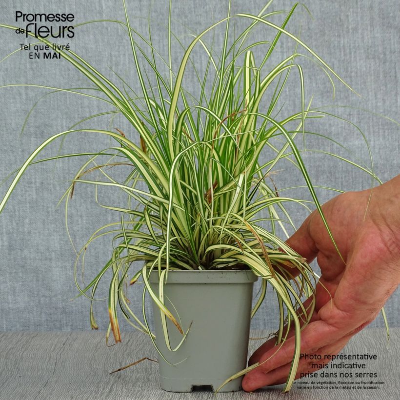 Carex oshimensis Evergold Maceta de 8/9 cm Ejemplar entregado en la primavera