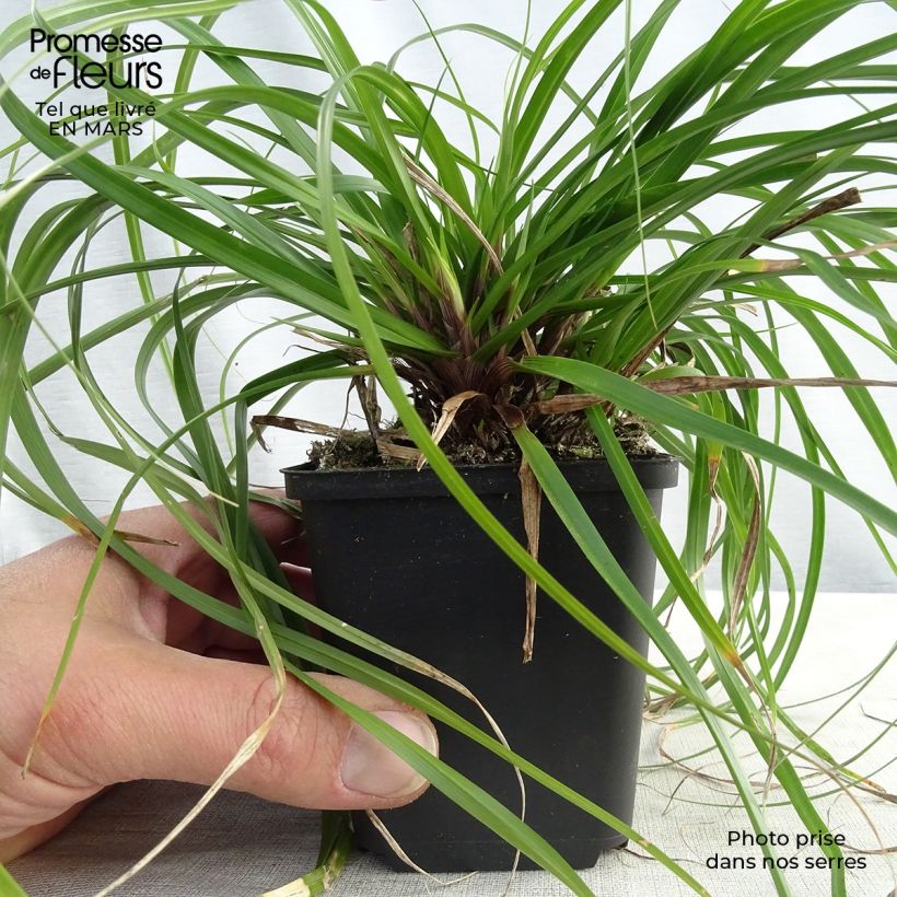 Carex oshimensis Evergreen Maceta de 8/9 cm Ejemplar entregado en la primavera