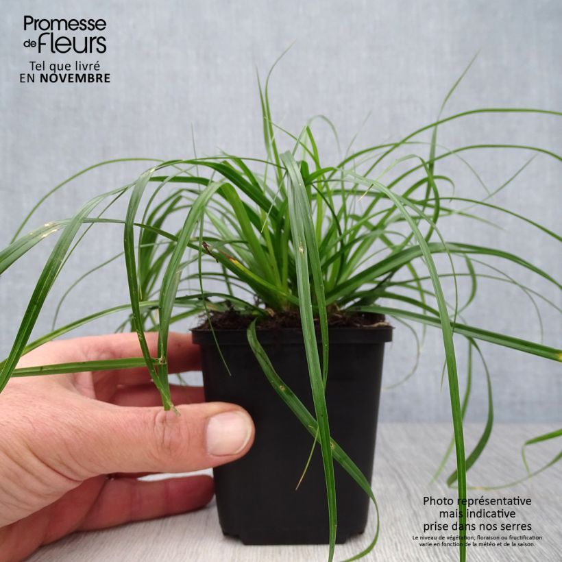 Ejemplar de Carex oshimensis Evergreen Maceta de 8/9 cm entregado en otoño