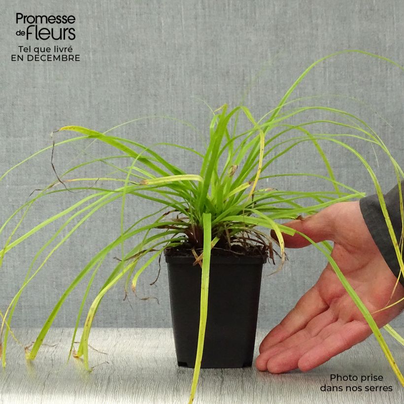 Carex oshimensis Everillo Maceta de 8/9 cm Ejemplar entregado en invierno