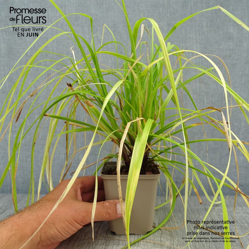 Ejemplar de Carex oshimensis Everillo Maceta de 8/9 cm entregado en verano