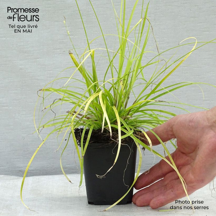 Carex oshimensis Everillo Maceta de 8/9 cm Ejemplar entregado en la primavera