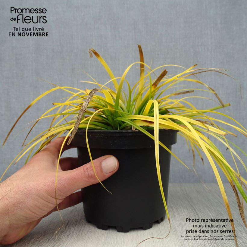 Ejemplar de Carex oshimensis Everillo Maceta 2L/3L entregado en otoño