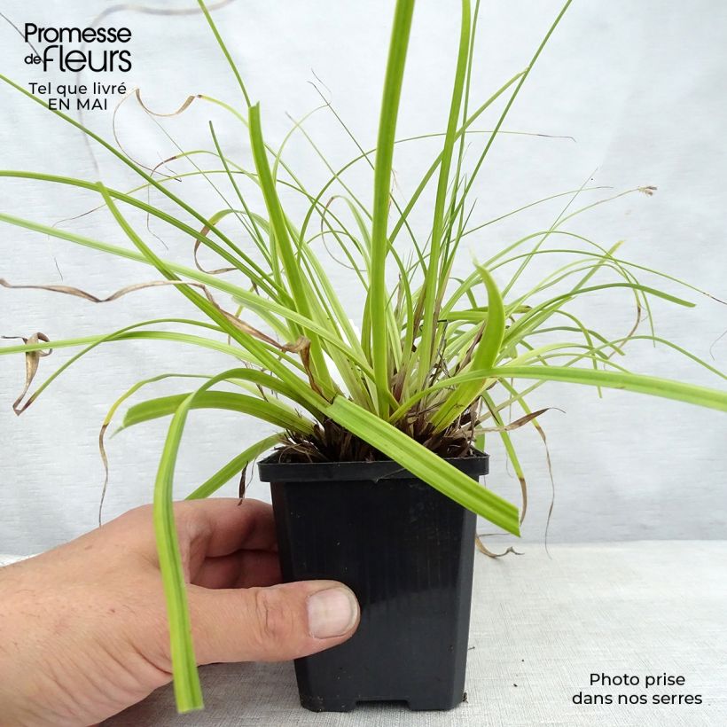 Carex oshimensis EverColor Everlime Maceta de 8/9 cm Ejemplar entregado en la primavera