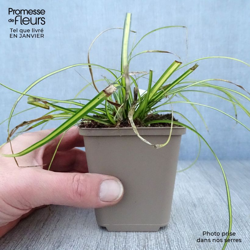 Carex oshimensis EverColor Eversheen Maceta de 8/9 cm Ejemplar entregado en invierno