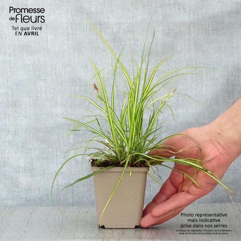 Carex oshimensis EverColor Eversheen Maceta de 8/9 cm Ejemplar entregado en la primavera