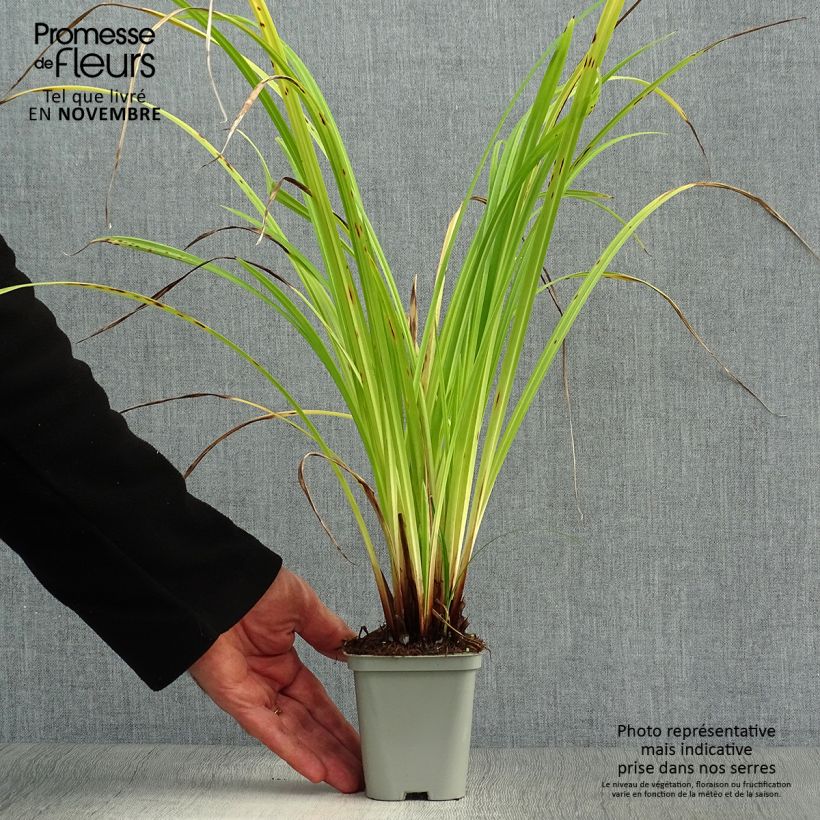 Ejemplar de Carex pendula Maceta de 8/9 cm entregado en otoño