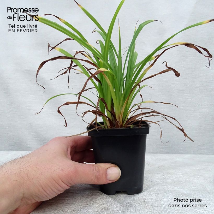 Carex pendula Maceta de 8/9 cm Ejemplar entregado en invierno
