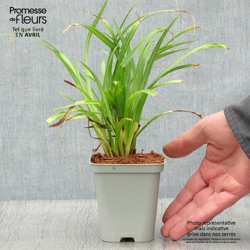 Carex pendula Maceta de 8/9 cm Ejemplar entregado en la primavera