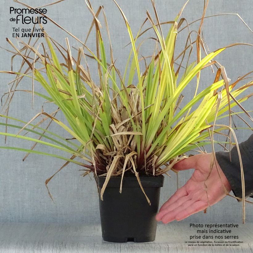 Carex pendula Maceta 2L/3L Ejemplar entregado en invierno