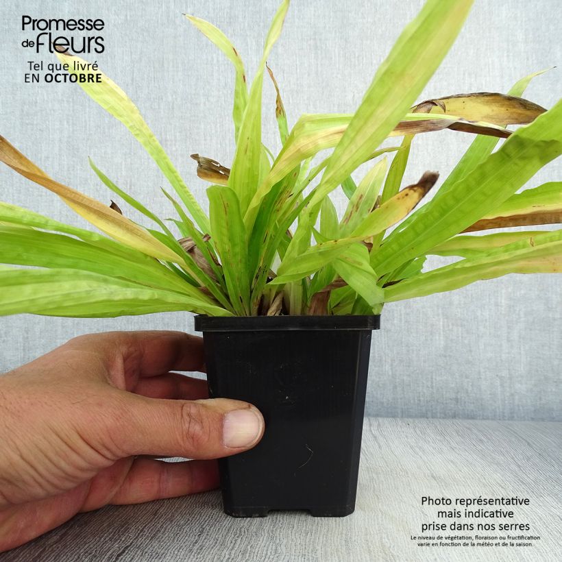 Ejemplar de Carex plantaginea Maceta de 8/9 cm entregado en otoño