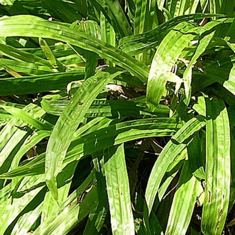 Carex plantaginea (Follaje)