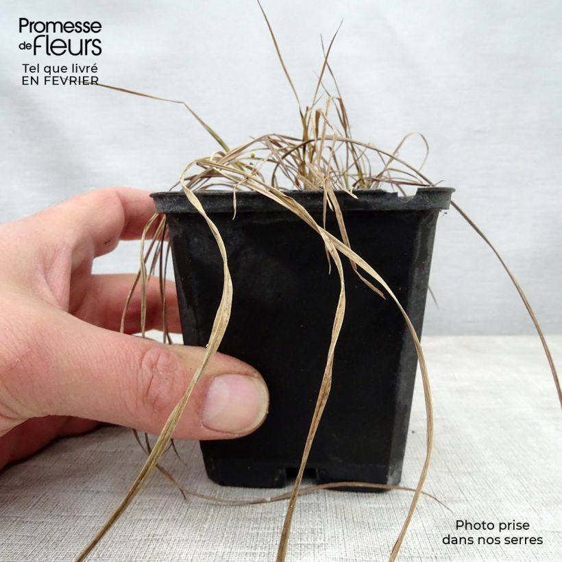 Carex riparia Variegata Maceta de 8/9 cm Ejemplar entregado en invierno