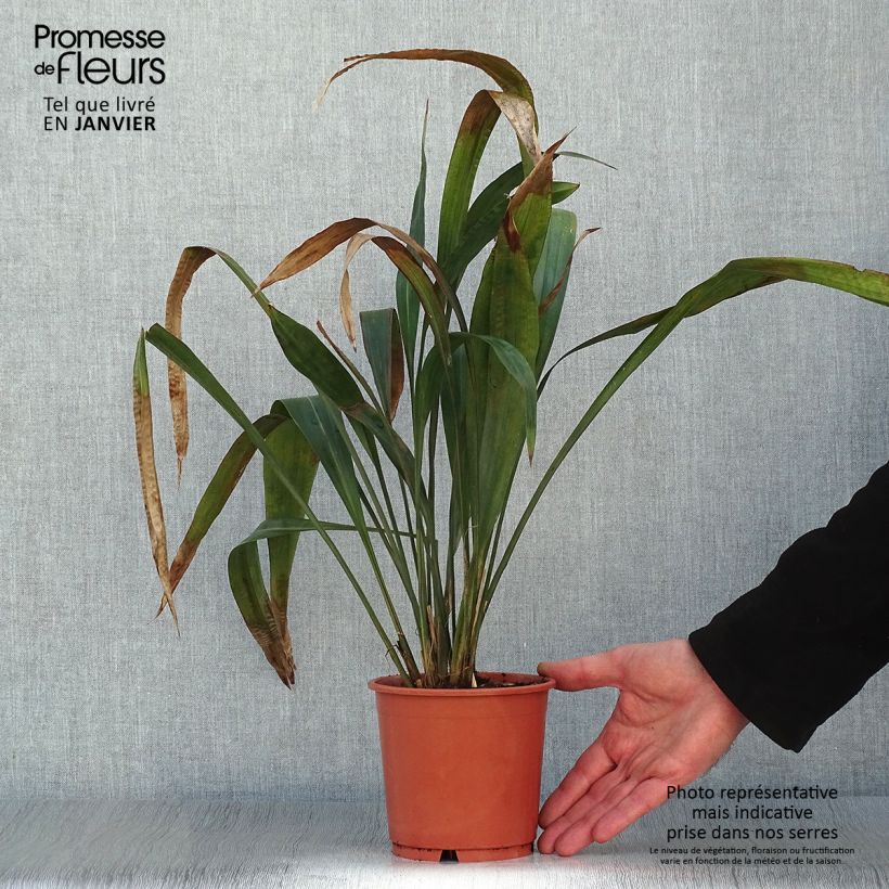 Carex scaposa Maceta 1L/1,5L Ejemplar entregado en invierno