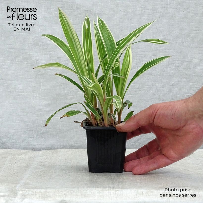 Carex siderosticha Variegata Maceta de 8/9 cm Ejemplar entregado en la primavera