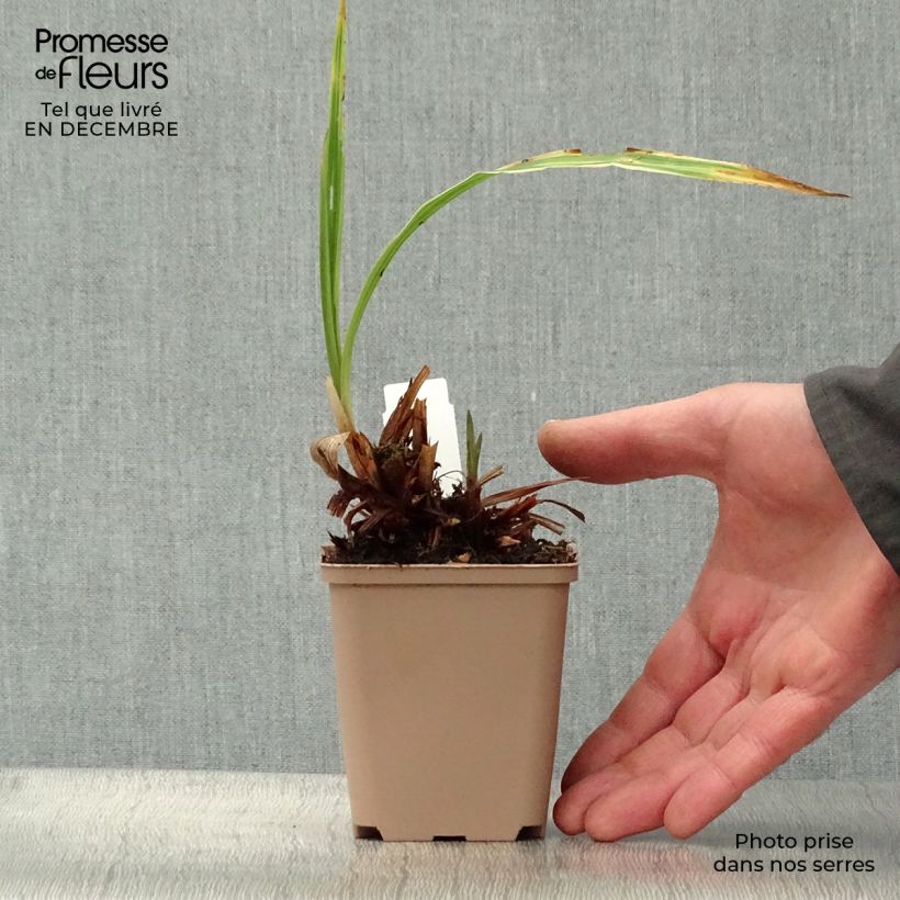 Carex siderosticha Variegata Maceta de 8/9 cm Ejemplar entregado en invierno