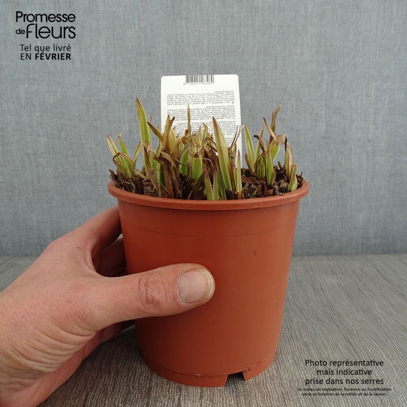 Carex siderosticha Variegata Maceta 1L/1,5L Ejemplar entregado en invierno