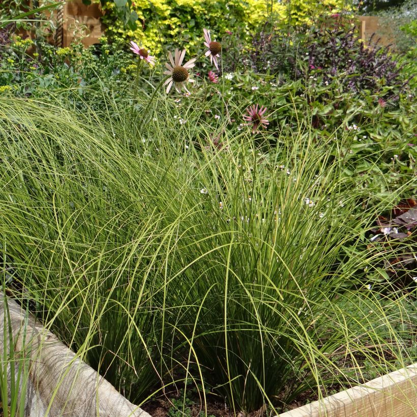 Carex testacea Lime Shine (Porte)