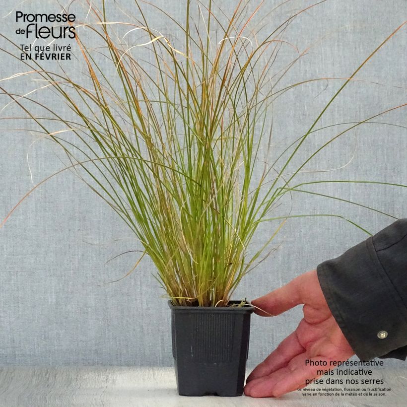 Carex testacea Lime Shine Maceta de 8/9 cm Ejemplar entregado en invierno