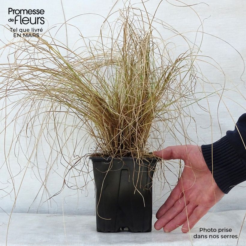 Carex testacea Lime Shine Maceta 2L/3L Ejemplar entregado en la primavera