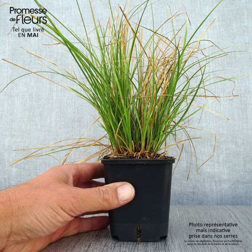 Carex testacea Prairie Fire Maceta de 8/9 cm Ejemplar entregado en la primavera