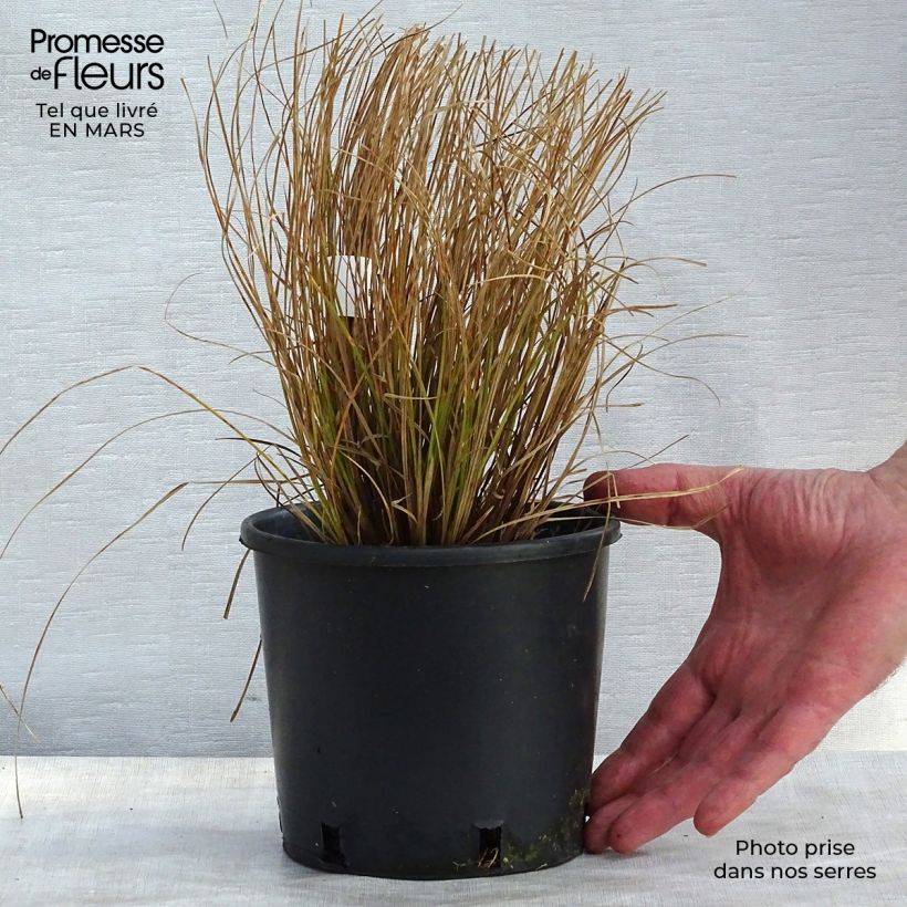 Carex testacea Prairie Fire Maceta 2L/3L Ejemplar entregado en la primavera