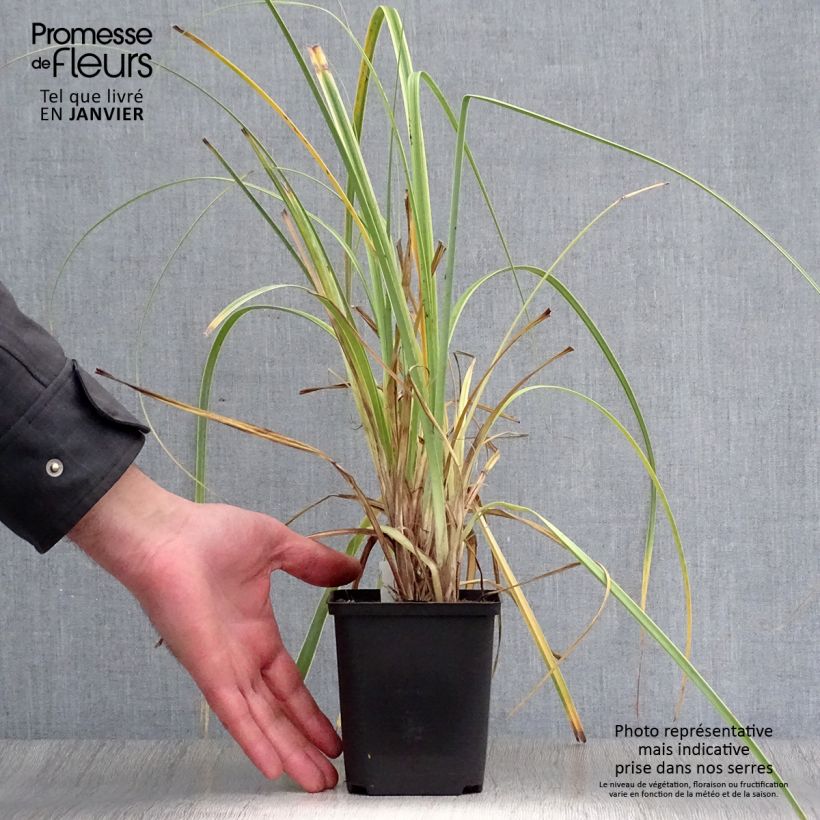 Carex trifida Rekohu Sunrise Maceta de 8/9 cm Ejemplar entregado en invierno