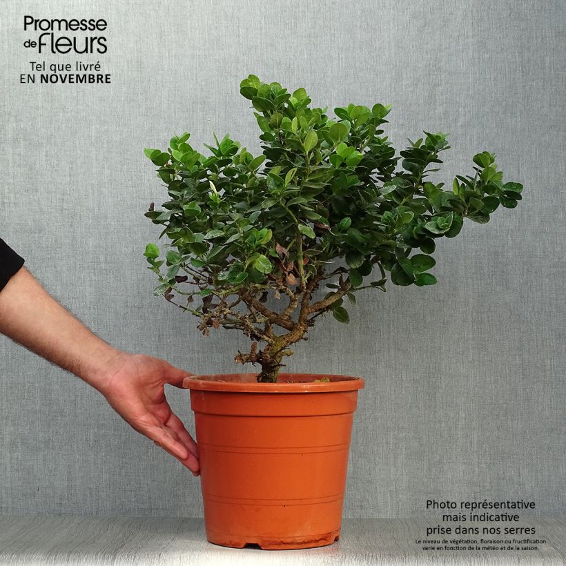 Ejemplar de Carissa macrocarpa - Ciruelo de Natal Maceta 7,5L/10L entregado en otoño
