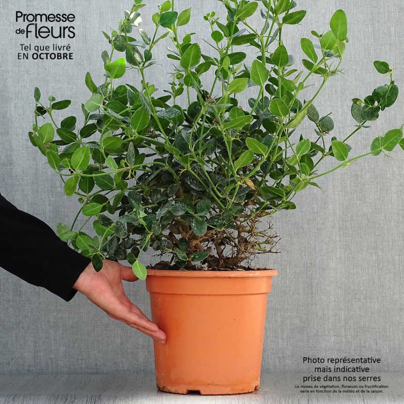 Ejemplar de Carissa macrocarpa Prostrata - Ciruelo de Natal Maceta 7,5L/10L entregado en otoño