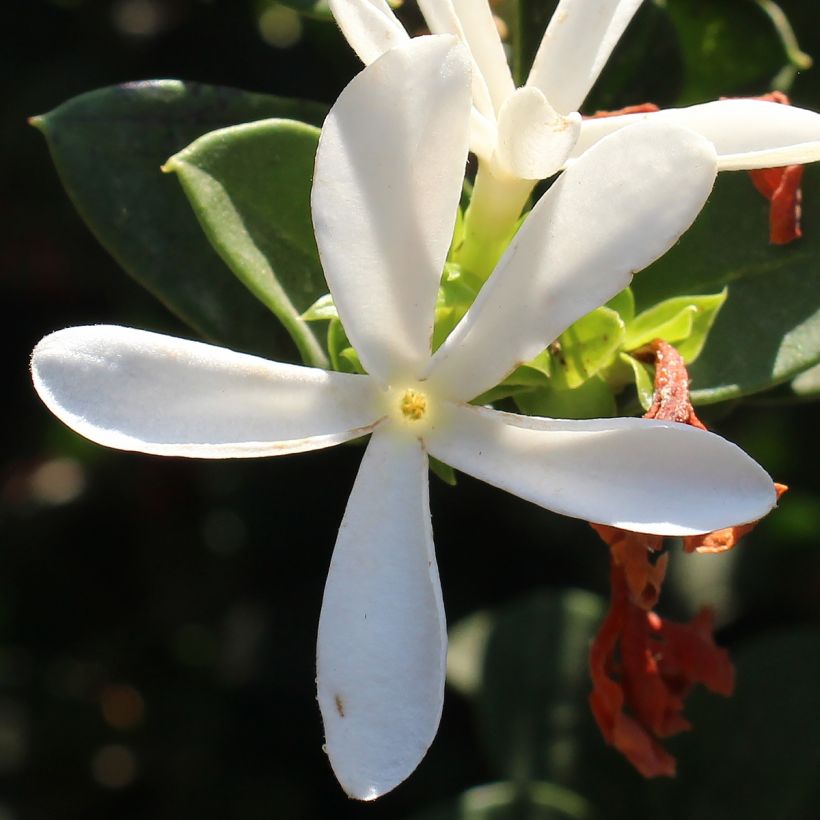 Carissa macrocarpa Prostrata - Ciruelo de Natal (Floración)