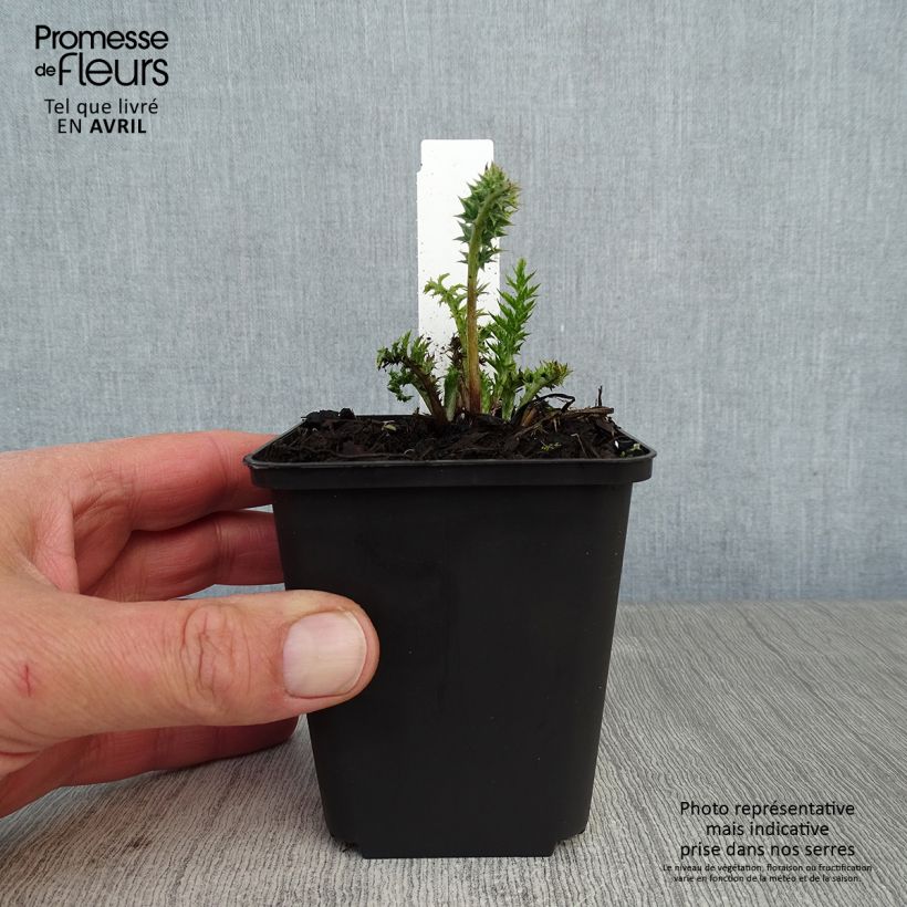 Carlina acaulis subsp. simplex Bronze Maceta de 8/9 cm Ejemplar entregado en la primavera