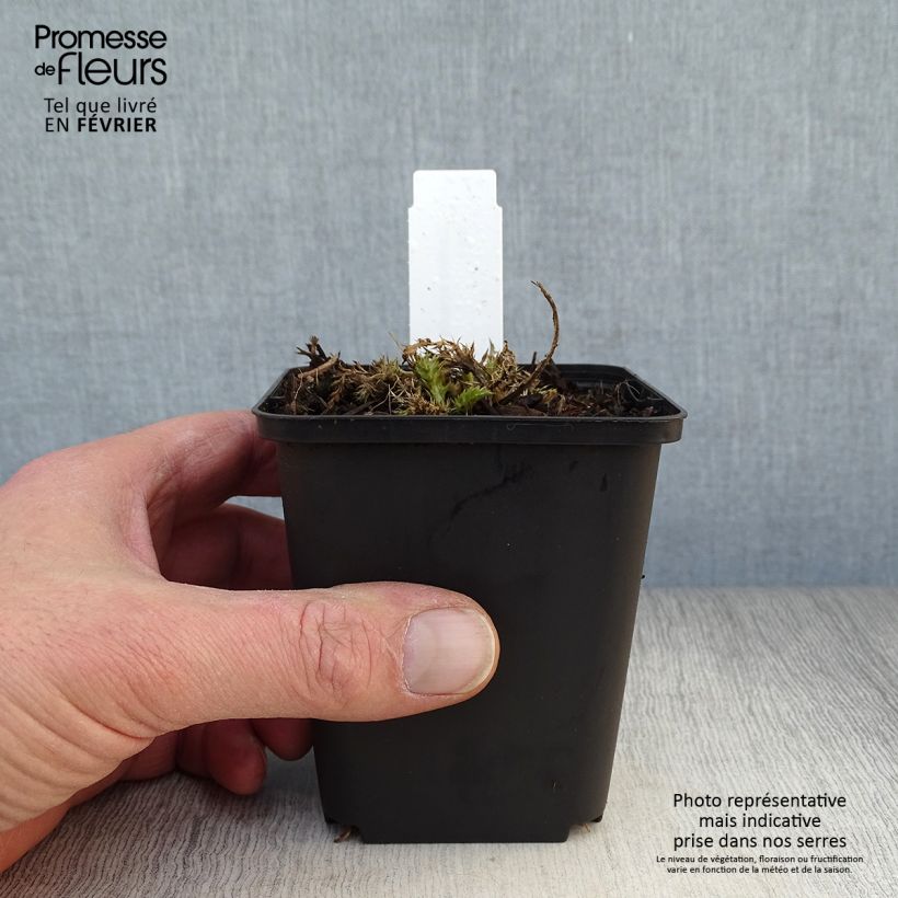 Carlina acaulis subsp. simplex Maceta de 8/9 cm Ejemplar entregado en invierno