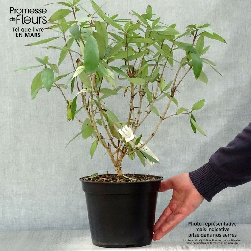 Carpenteria californica Bodnant Maceta 3L/4L Ejemplar entregado en la primavera