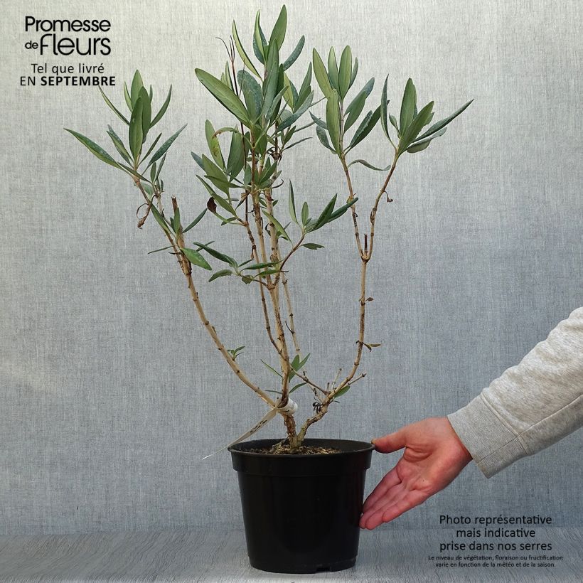 Ejemplar de Carpenteria californica Bodnant Maceta 3L/4L entregado en otoño