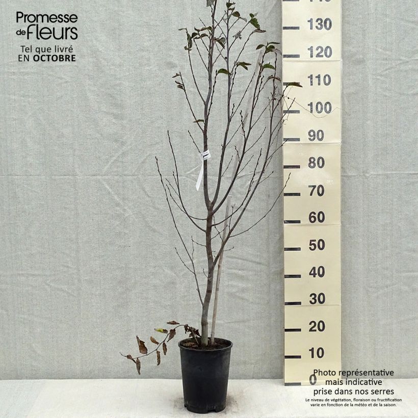 Ejemplar de Carpe Orange Retz - Carpinus betulus Maceta 4L/5L entregado en otoño