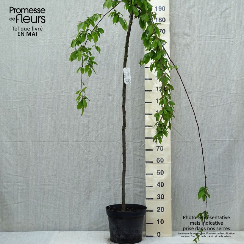 Carpe Pendula - Carpinus betulus Maceta 12L/15L, Tallo Ejemplar entregado en la primavera