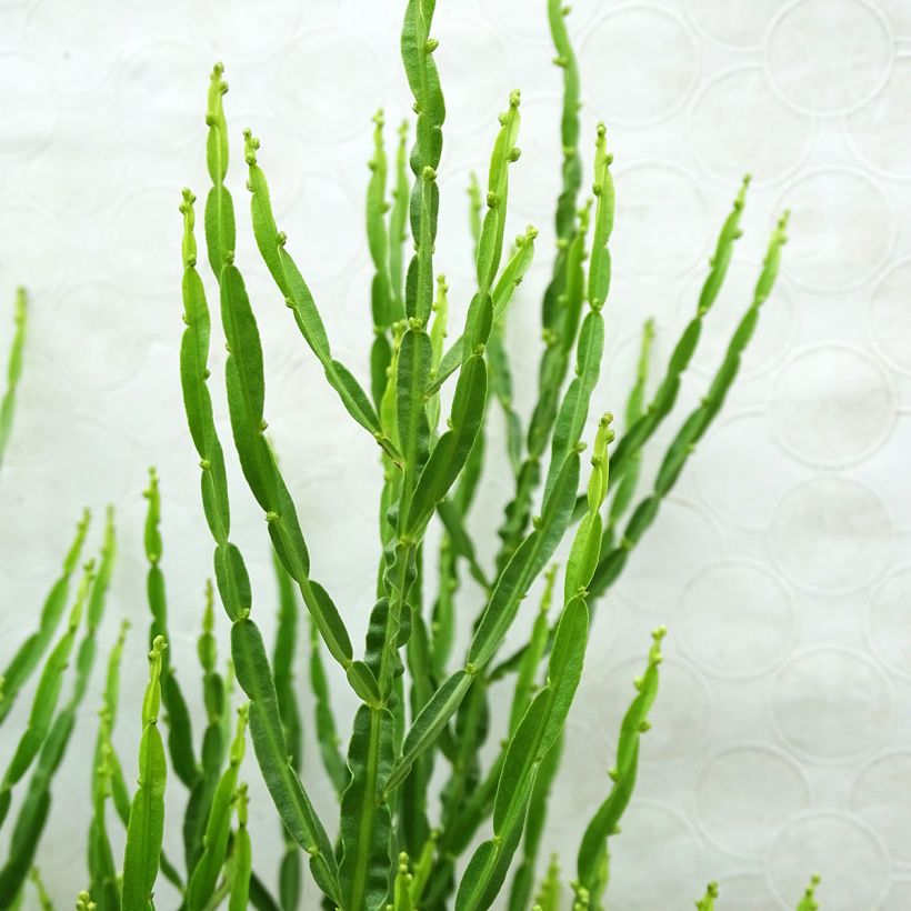 Baccharis genistelloides - Carqueja (Follaje)
