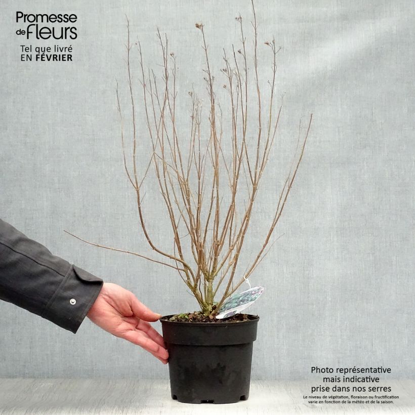 Caryopteris clandonensis Grand Bleu Maceta 2L/3L Ejemplar entregado en invierno