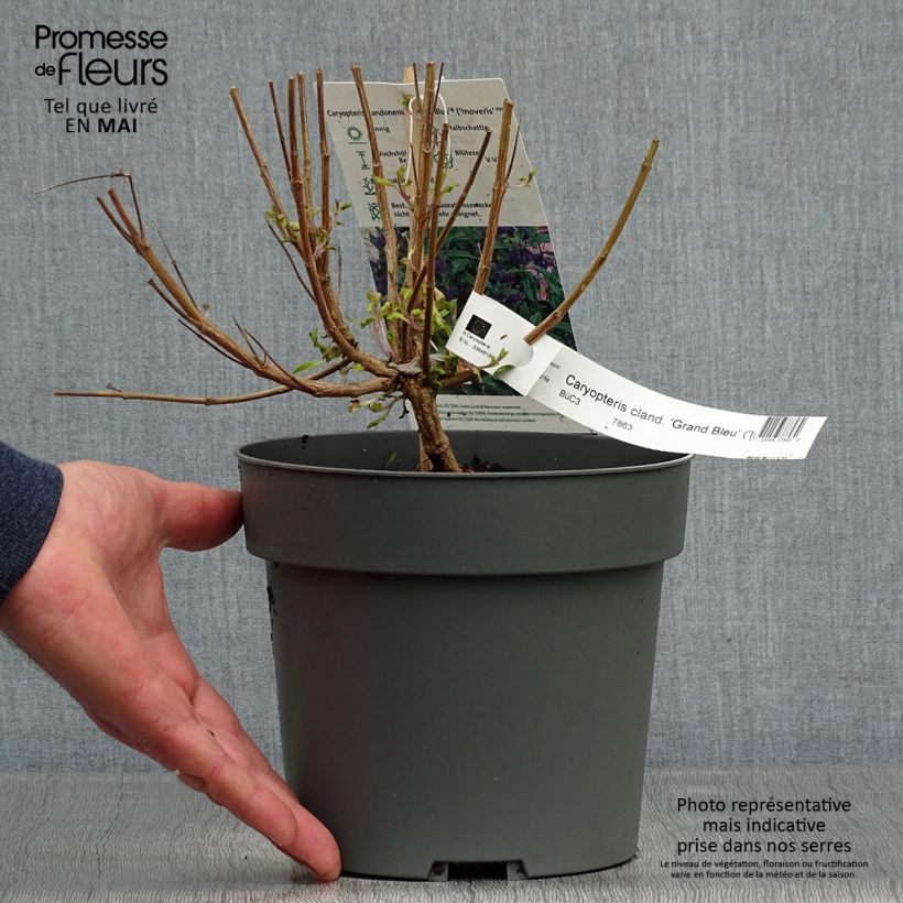 Caryopteris clandonensis Grand Bleu Maceta 2L/3L Ejemplar entregado en la primavera