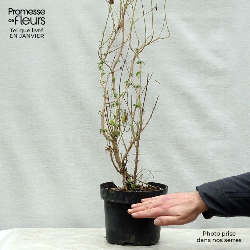 Caryopteris clandonensis Hint of Gold Maceta 3L/4L Ejemplar entregado en invierno